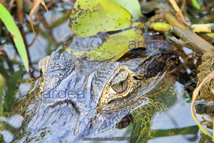 : Yacare Caiman resting on the bank of the river Pantanal : Yacare Caiman resting on the bank of the river Pantanal