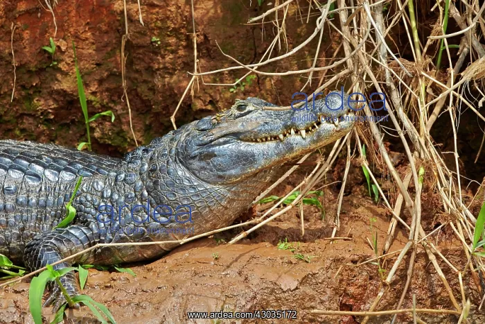 : Yacare Caiman resting on the bank of the river Pantanal : Yacare Caiman resting on the bank of the river Pantanal