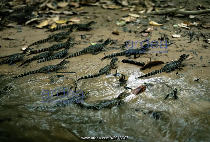 : Yacare Caiman - young : Yacare Caiman - young