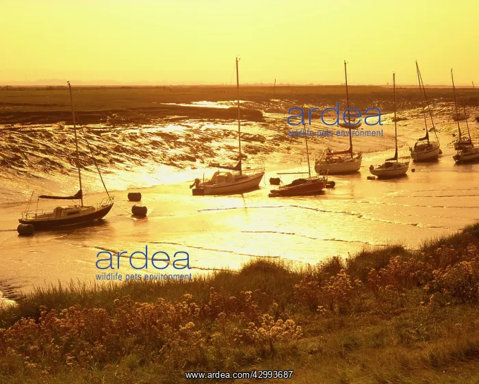 : Yachts in mudflats - at sunset : Yachts in mudflats - at sunset
