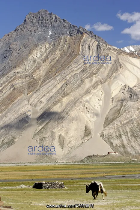 : Yack surroundings Rangdum Mountain Zanskar India : Yack surroundings Rangdum Mountain Zanskar India
