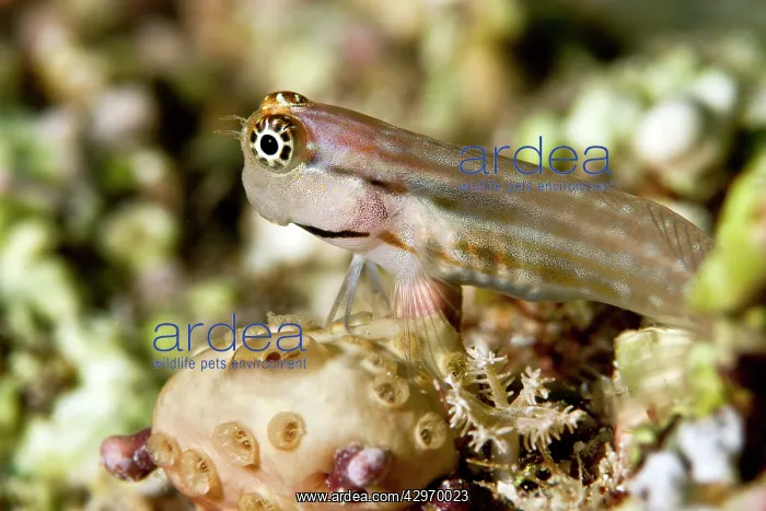 : Yaeyama Blenny : Yaeyama Blenny
