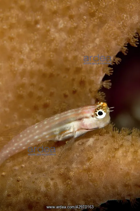 : Yaeyama Blenny : Yaeyama Blenny