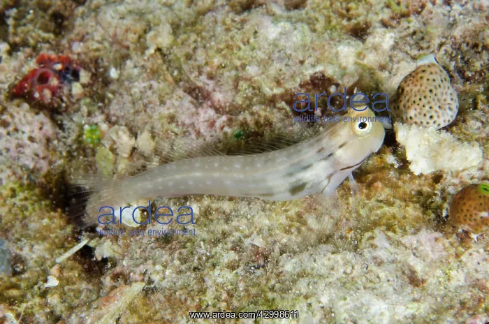 : Yaeyama Blenny - Batu Rufos dive site, Penemu Island : Yaeyama Blenny - Batu Rufos dive site, Penemu Island