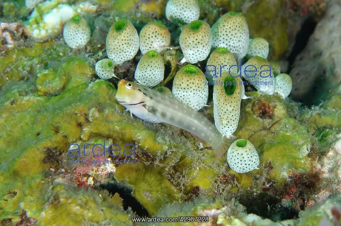 : Yaeyama Blenny - with colony of Robust Sea Squirts : Yaeyama Blenny - with colony of Robust Sea Squirts