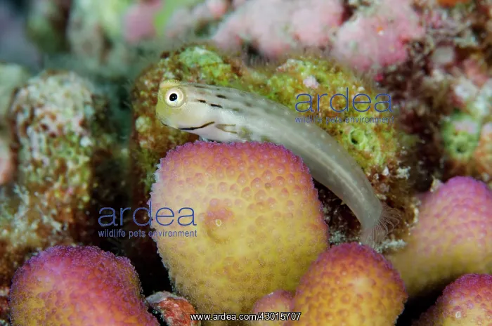: Yaeyama Blenny on coral : Yaeyama Blenny on coral