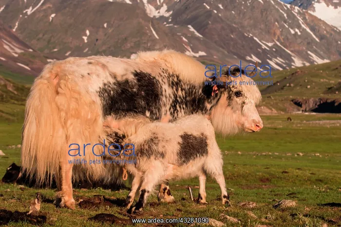 : Yak (Bos grunniens) with feeding calf on a pasture : Yak (Bos grunniens) with feeding calf on a pasture