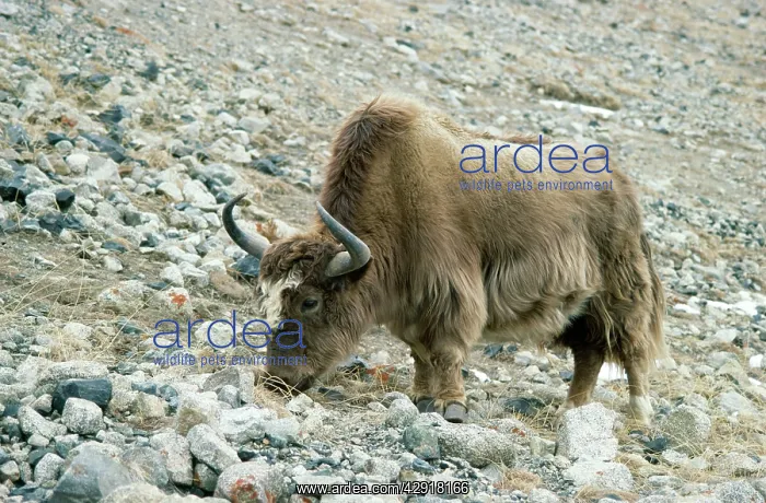 : YAK (Bos grunniens). Kunjerab Pass (4700m), Pakistan : YAK (Bos grunniens). Kunjerab Pass (4700m), Pakistan