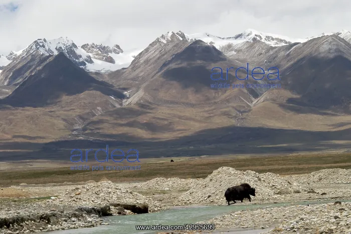 : Yak - crossing river with snow covered mountains : Yak - crossing river with snow covered mountains