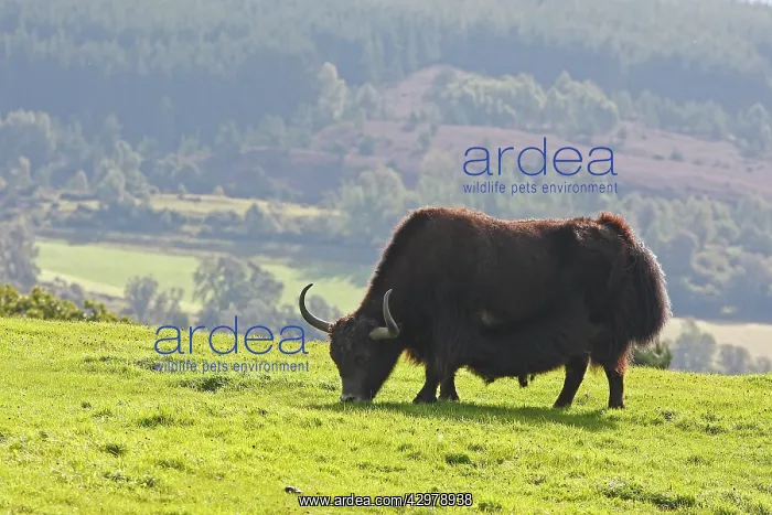 : Yak - grazing : Yak - grazing