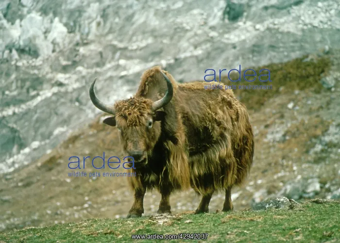 : Yak - Langtang National Park : Yak - Langtang National Park