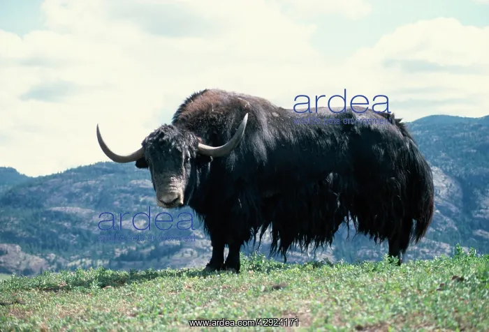  : YAK - MALE