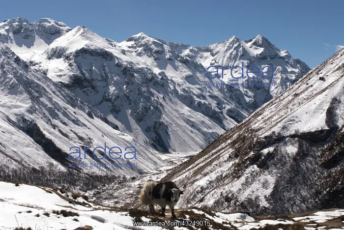 : Yak near Mt. Jhomolari, Jangothang Jigme : Yak near Mt. Jhomolari, Jangothang Jigme