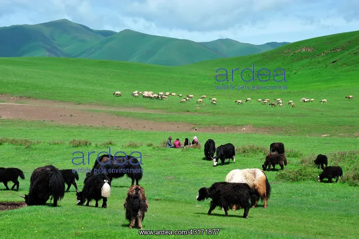 : The yak provides whool, meat and milk to the tibetans : The yak provides whool, meat and milk to the tibetans