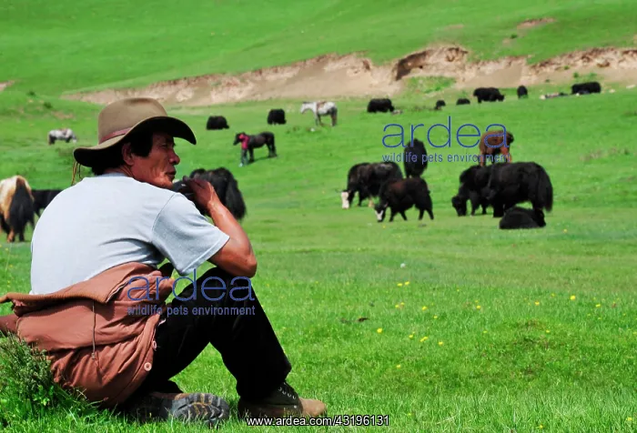 : The yak provides whool, meat and milk to the tibetans