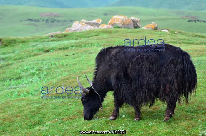 : The yak provides whool, meat and milk to the tibetans : The yak provides whool, meat and milk to the tibetans