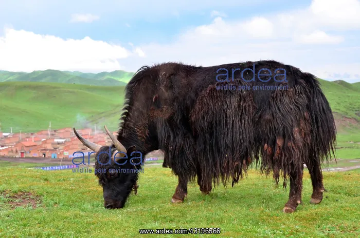  : The yak provides whool, meat and milk to the tibetans