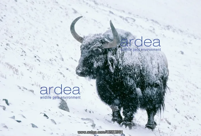 : YAK - in snow and frozen ice : YAK - in snow and frozen ice
