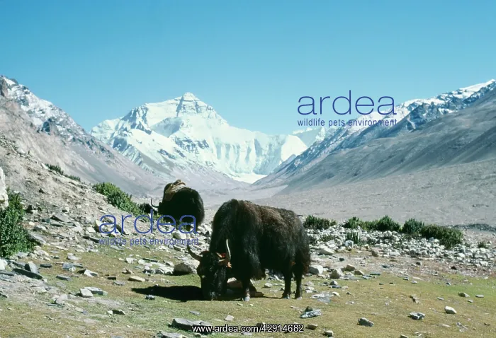: YAKS - grazing in rocky scree at Everest base camp : YAKS - grazing in rocky scree at Everest base camp