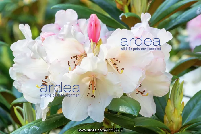 : Yakushima Rhododendron Grincheux, Rhododendron : Yakushima Rhododendron Grincheux, Rhododendron