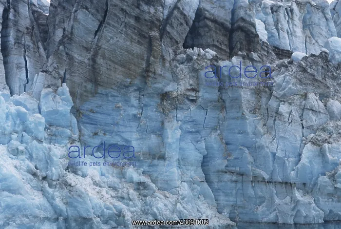 : Yale Glacier : Yale Glacier