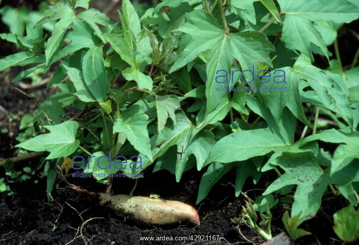 : Yam / Sweet Potato - with exposed tuber : Yam / Sweet Potato - with exposed tuber