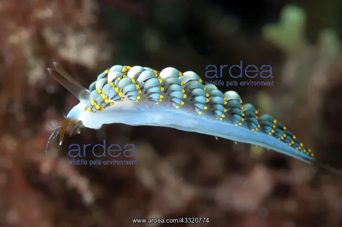: Yamasu's Cuthona Nudibranch : Yamasu's Cuthona Nudibranch