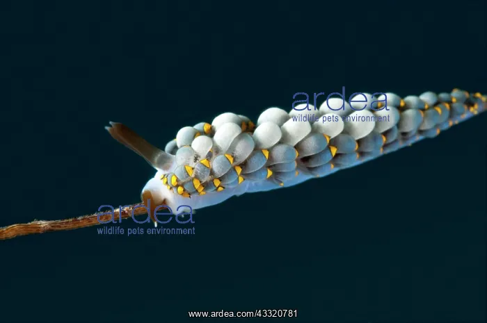 : Yamasu's Cuthona Nudibranch : Yamasu's Cuthona Nudibranch