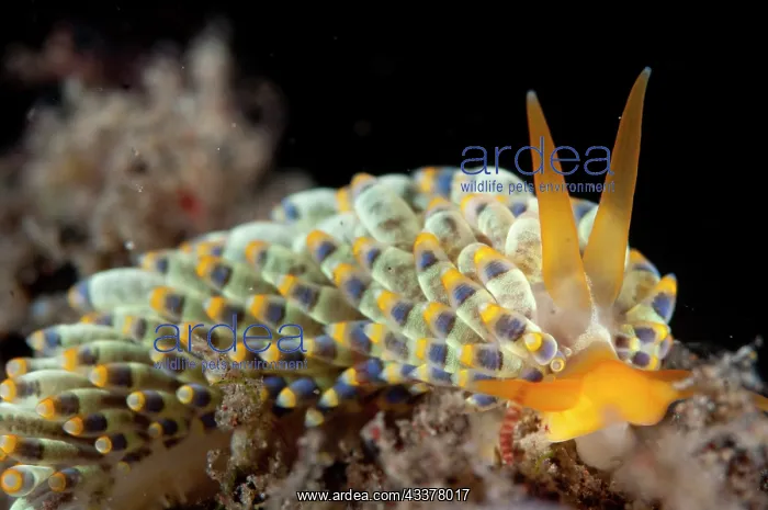 : Yamasu's Nudibranch : Yamasu's Nudibranch