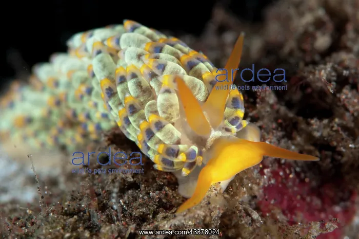 : Yamasu's Nudibranch : Yamasu's Nudibranch