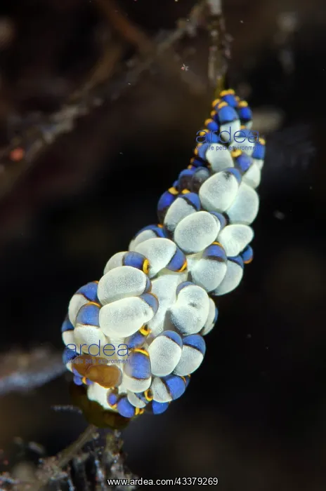 : Yamasu's Nudibranch : Yamasu's Nudibranch