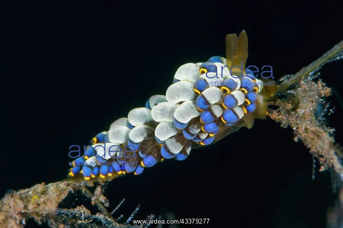 : Yamasu's Nudibranch : Yamasu's Nudibranch