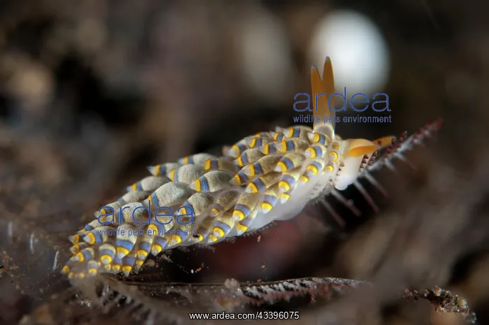 : Yamasu's Nudibranch : Yamasu's Nudibranch