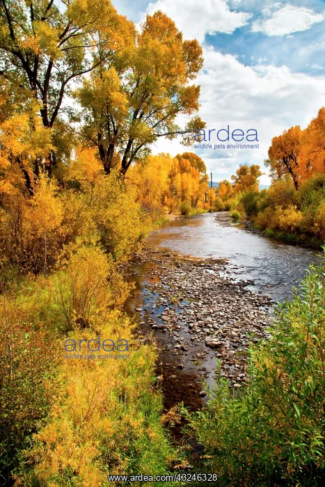 : Yampa River in autumn : Yampa River in autumn