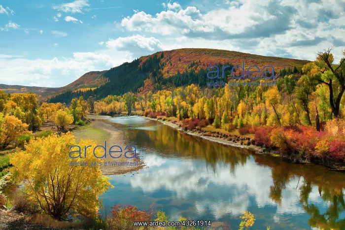 : Yampa River in autumn : Yampa River in autumn
