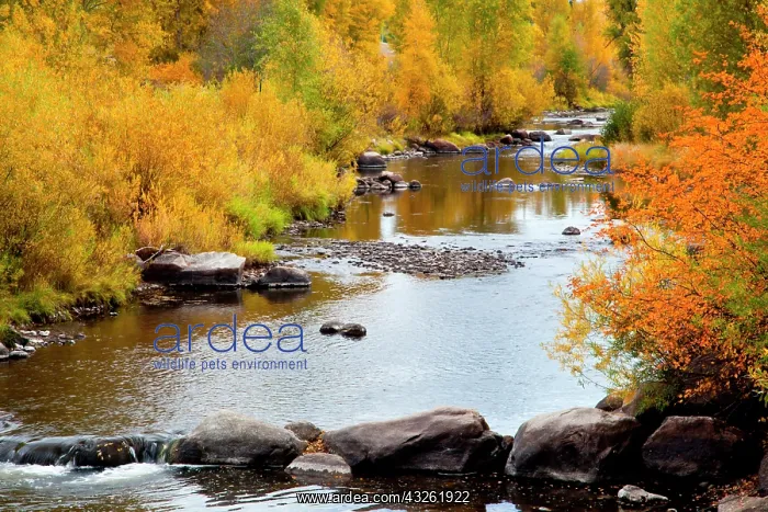 : Yampa River in autumn : Yampa River in autumn