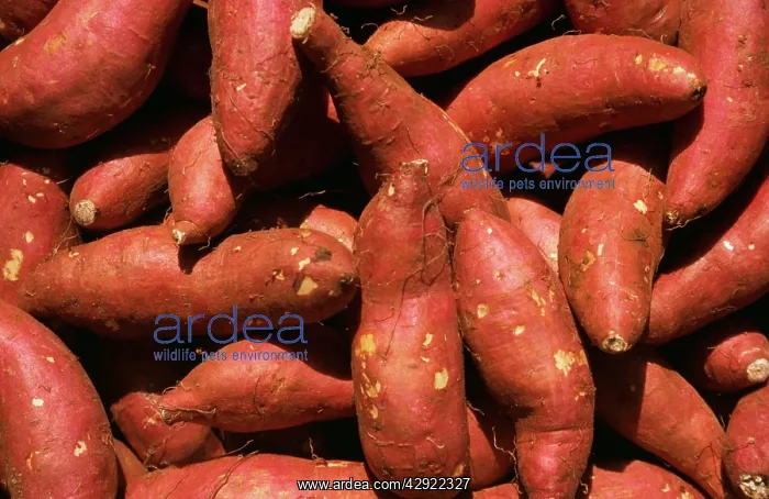 : YAMS - SWEET POTATOES : YAMS - SWEET POTATOES