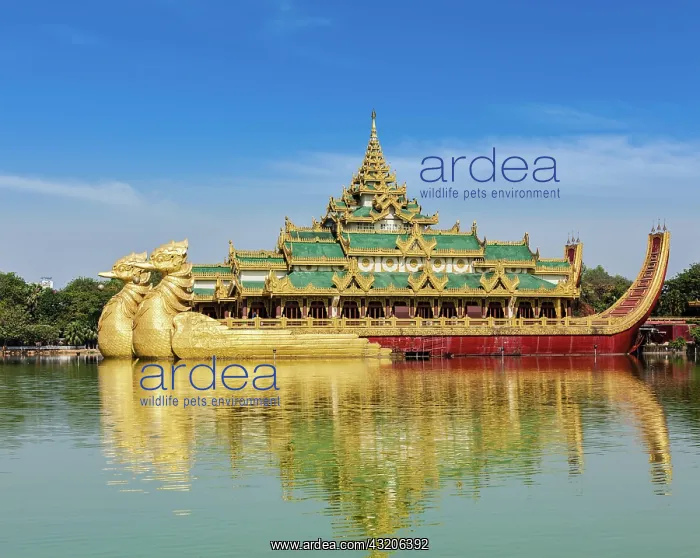  : Yangon icon landmark and tourist attraction Kara