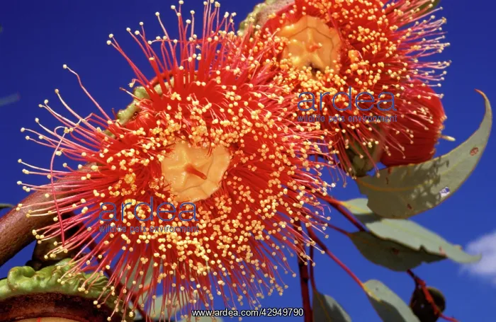: Yarldarlba or Large-fruited mallee (Eucalyptus : Yarldarlba or Large-fruited mallee (Eucalyptus