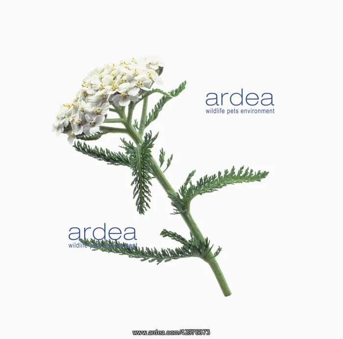 : Yarrow, Achillea millefolium : Yarrow, Achillea millefolium