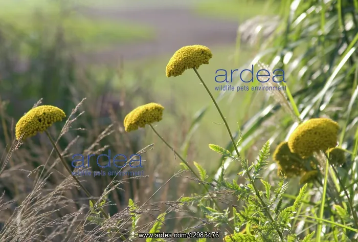 : Yarrow, Achillea filipendulina Gold Plate : Yarrow, Achillea filipendulina Gold Plate