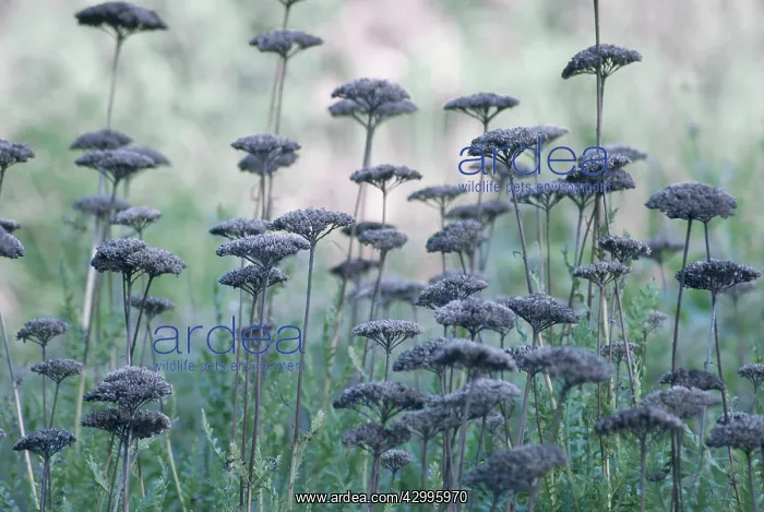 : Yarrow, Achillea : Yarrow, Achillea