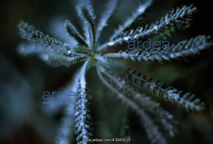 : Yarrow, Achillea Forncett Candy : Yarrow, Achillea Forncett Candy