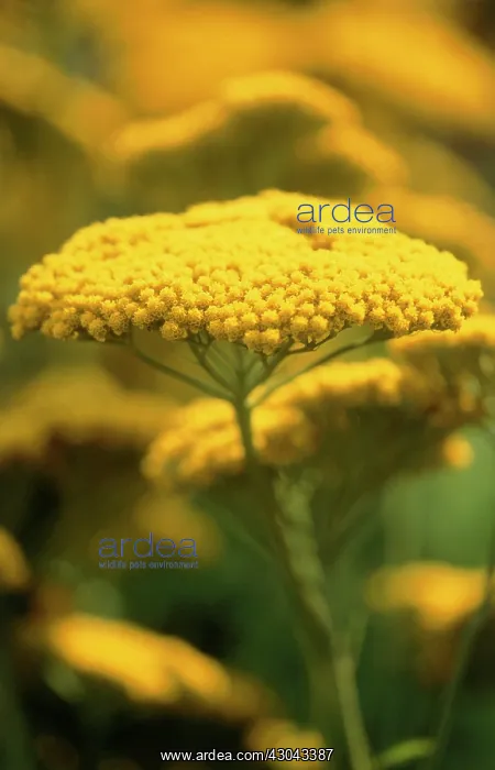 : Yarrow, Achillea filipendulina Gold Plate : Yarrow, Achillea filipendulina Gold Plate