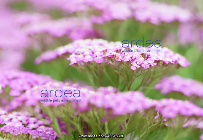 : Yarrow, Achillea millefolium Pretty Belinda : Yarrow, Achillea millefolium Pretty Belinda