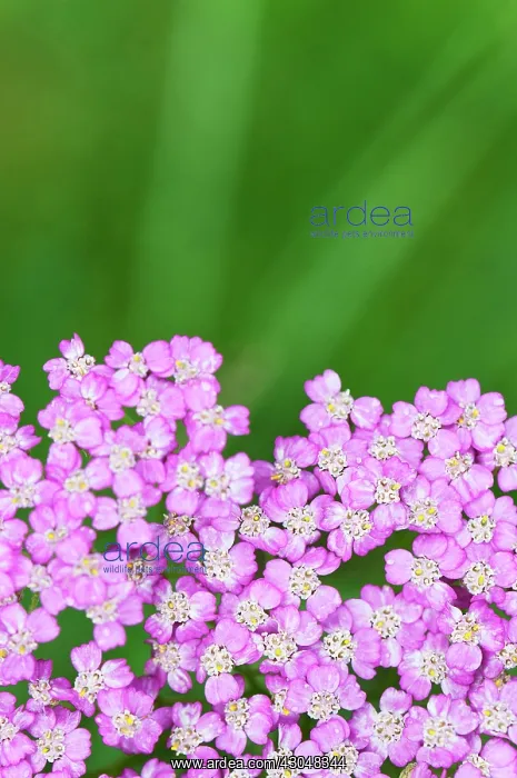 : Yarrow, Achillea millefolium Pretty Belinda : Yarrow, Achillea millefolium Pretty Belinda