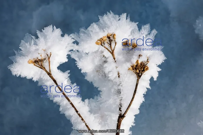 : Yarrow, Achillea : Yarrow, Achillea