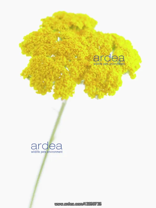 : Yarrow, Achillea filipendulina Gold Plate : Yarrow, Achillea filipendulina Gold Plate