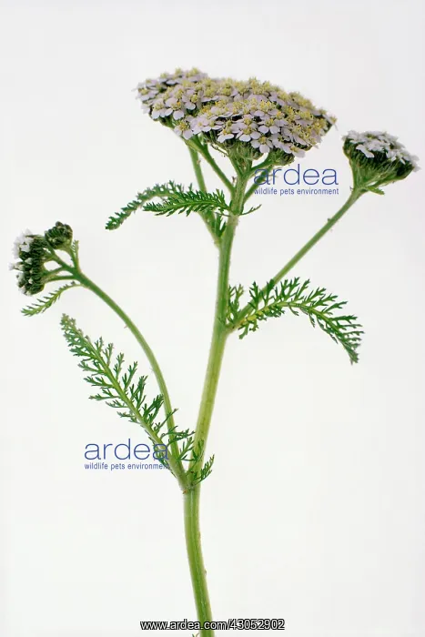 : Yarrow, Achillea millefolium : Yarrow, Achillea millefolium