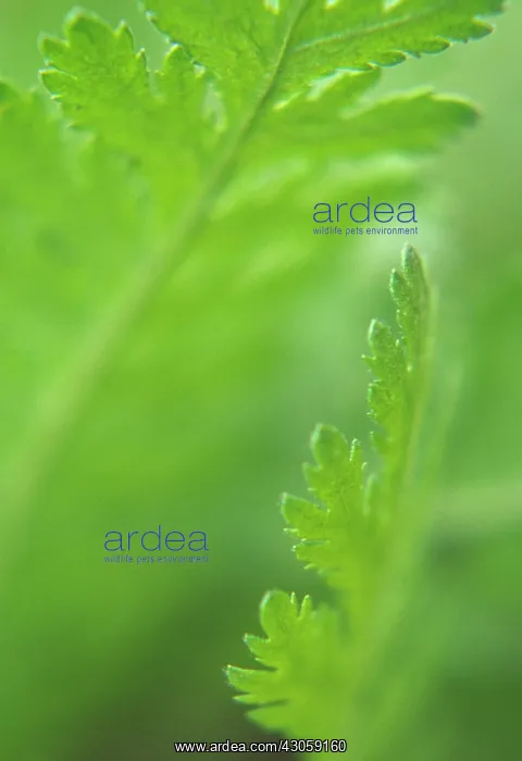 : Yarrow, Achillea : Yarrow, Achillea